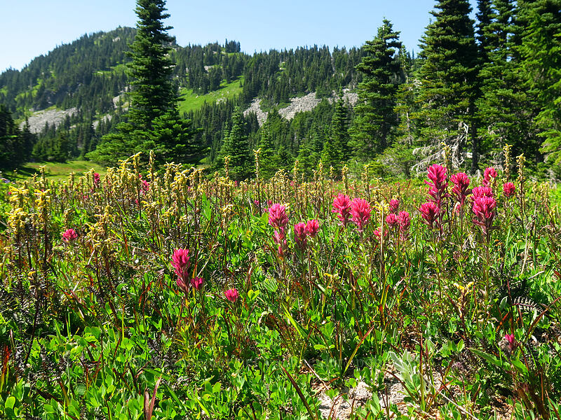magenta paintbrush & Mt. Rainier lousewort (Castilleja parviflora var. oreopola, Pedicularis rainierensis) [Knapsack Pass Trail, Mount Rainier National Park, Washington]