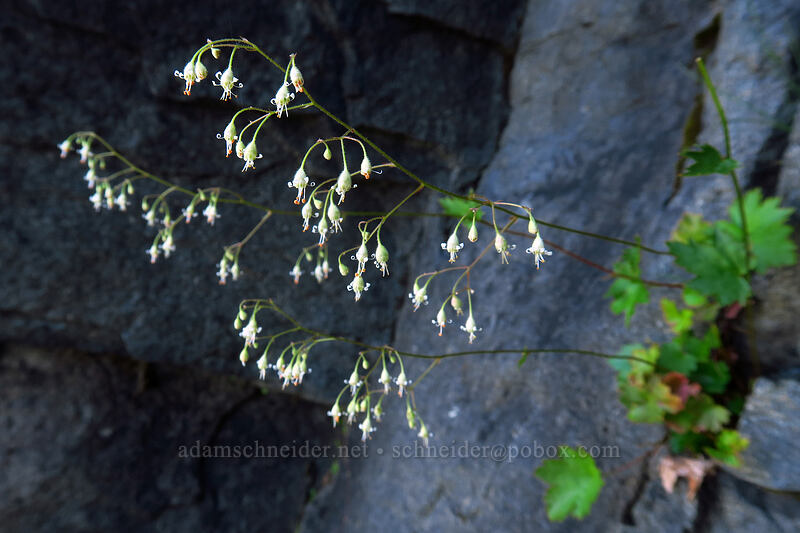 smooth alumroot (Heuchera glabra) [Knapsack Pass, Mount Rainier National Park, Pierce County, Washington]