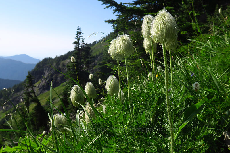 western pasqueflower seed-heads (Anemone occidentalis (Pulsatilla occidentalis)) [Knapsack Pass Trail, Mount Rainier National Park, Pierce County, Washington]
