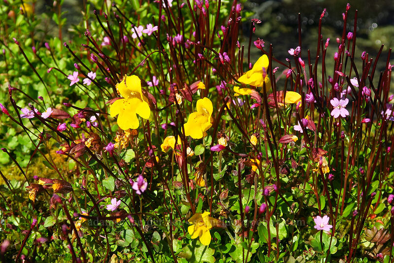 monkeyflower & willow-herb (Erythranthe caespitosa (Mimulus caespitosus), Epilobium hornemannii) [Knapsack Pass Trail, Mount Rainier National Park, Washington]