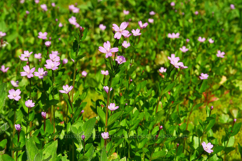 willow-herb (Epilobium sp.) [Knapsack Pass Trail, Mount Rainier National Park, Pierce County, Washington]