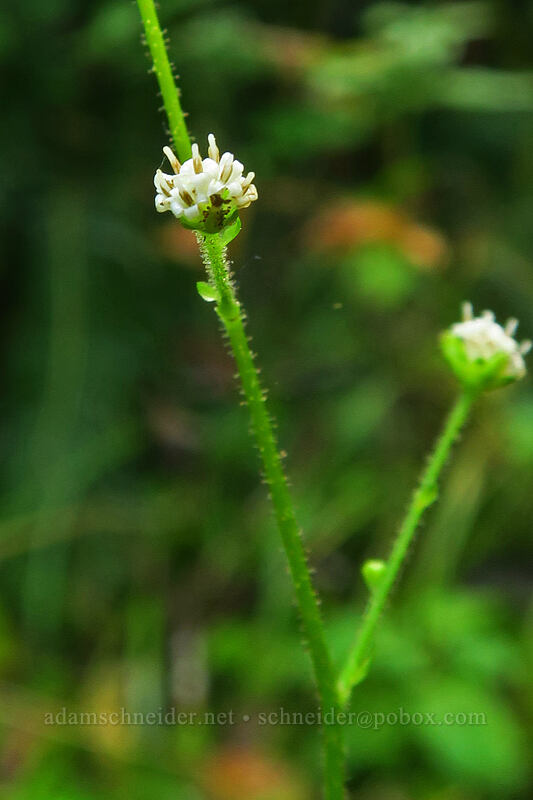 pathfinder flowers (Adenocaulon bicolor) [Saddle Mountain Trail, Saddle Mountain Natural Area, Clatsop County, Oregon]