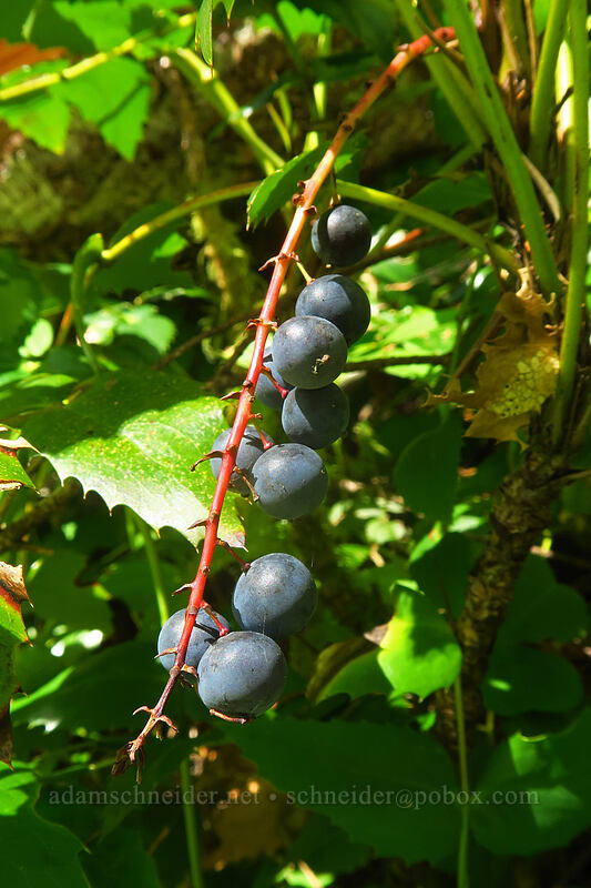 Cascade Oregon-grape berries (Mahonia nervosa (Berberis nervosa)) [Saddle Mountain Trail, Saddle Mountain Natural Area, Clatsop County, Oregon]