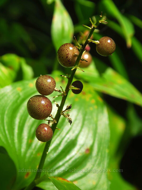 false lily-of-the-valley berries (Maianthemum dilatatum) [Saddle Mountain Trail, Saddle Mountain Natural Area, Oregon]