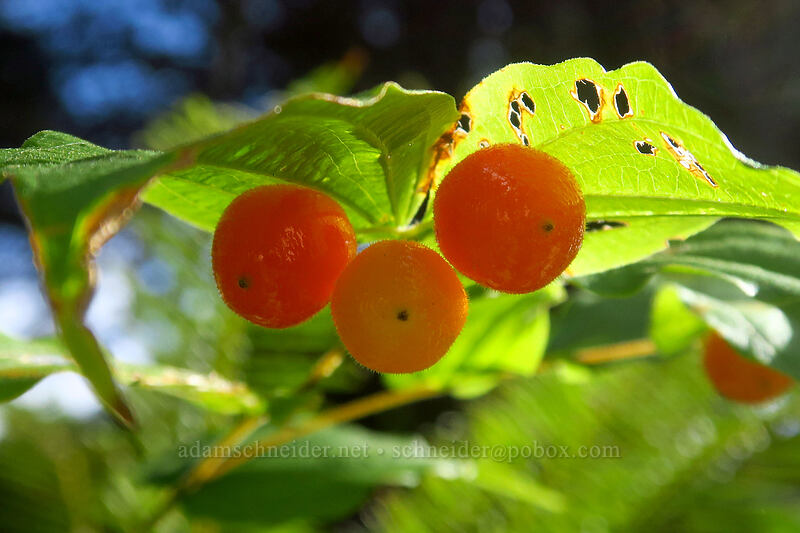 Hooker's fairy bells fruit (Prosartes hookeri (Disporum hookeri)) [Saddle Mountain Trail, Saddle Mountain Natural Area, Clatsop County, Oregon]