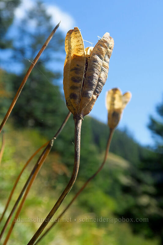 Columbia tiger lily seeds (Lilium columbianum) [Saddle Mountain Trail, Saddle Mountain Natural Area, Clatsop County, Oregon]