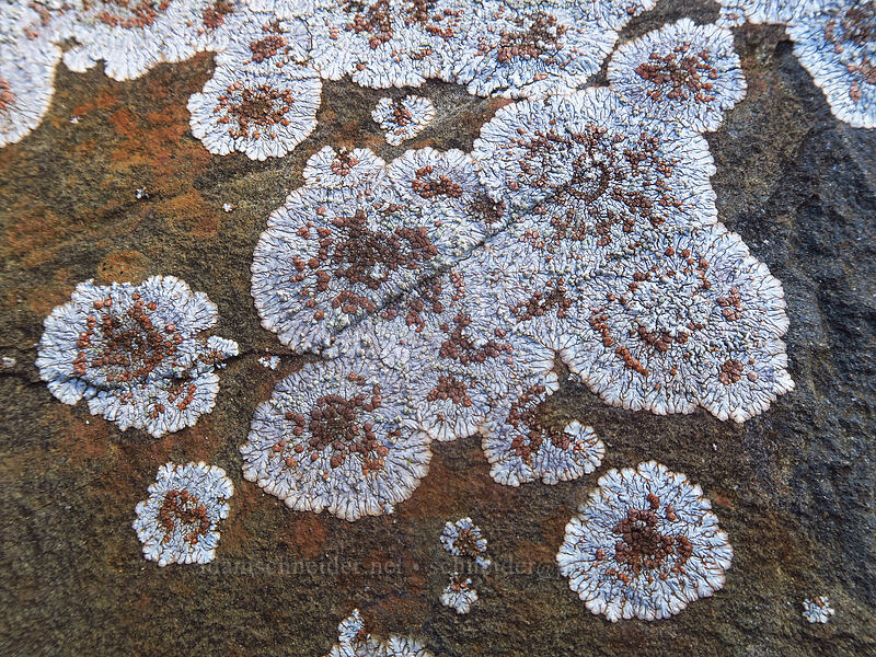 crustose lichen [Saddle Mountain Trail, Saddle Mountain Natural Area, Clatsop County, Oregon]