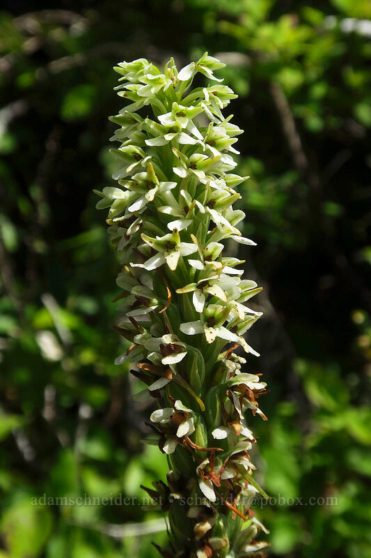hillside rein orchid (Platanthera elegans (Piperia elegans)) [Saddle Mountain Trail, Saddle Mountain Natural Area, Clatsop County, Oregon]