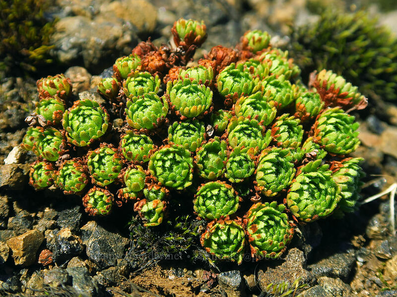 tufted saxifrage leaves (Saxifraga cespitosa var. subgemmifera (Saxifraga caespitosa)) [Saddle Mountain Trail, Saddle Mountain Natural Area, Clatsop County, Oregon]