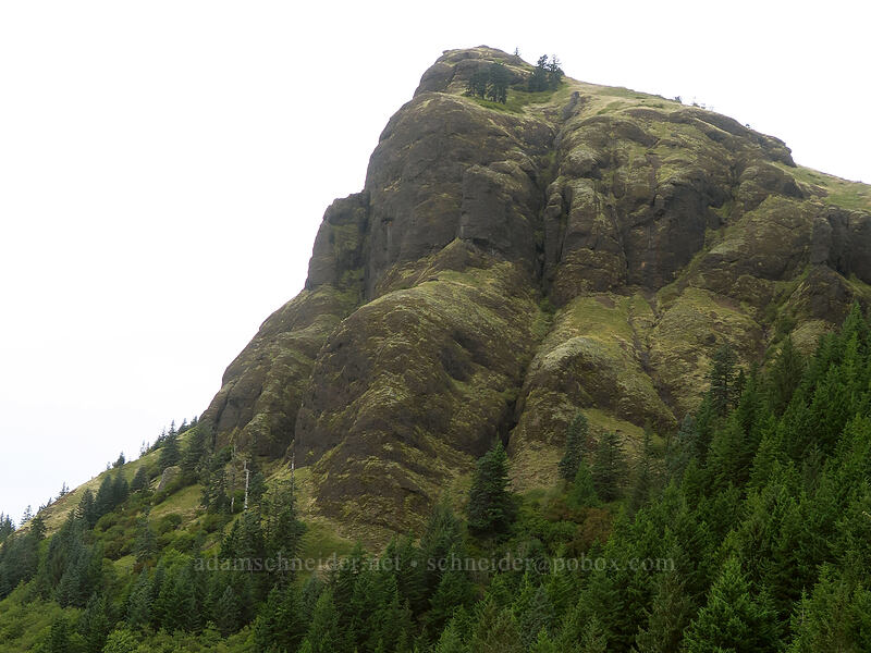 Saddle Mountain's summit [Humbug Mountain Viewpoint, Saddle Mountain Natural Area, Clatsop County, Oregon]