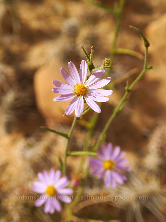 hoary aster (Dieteria canescens) [Capitol Gorge Trail, Capitol Reef National Park, Wayne County, Utah]