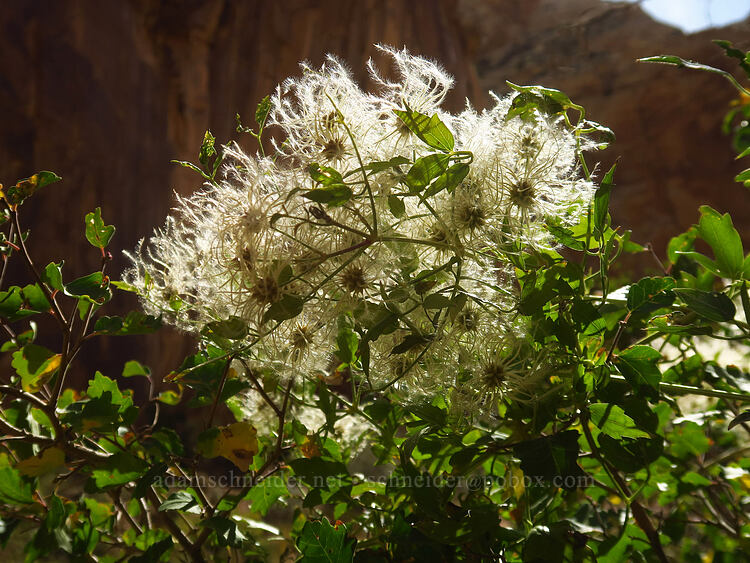 western clematis seeds (Clematis ligusticifolia) [Capitol Gorge Trail, Capitol Reef National Park, Wayne County, Utah]