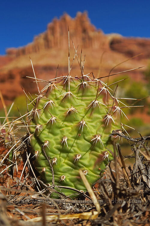 prickly-pear cactus (Opuntia polyacantha) [Utah SR-24, Capitol Reef National Park, Wayne County, Utah]