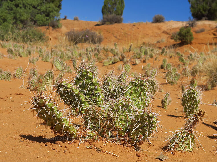 cactus field (Opuntia polyacantha) [Surprise Canyon Trail, Capitol Reef National Park, Utah]