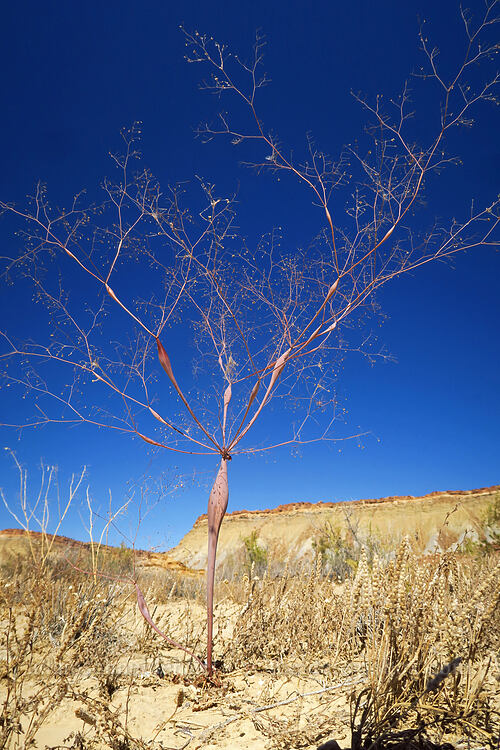 desert trumpet buckwheat (Eriogonum inflatum) [Surprise Canyon Trail, Capitol Reef National Park, Garfield County, Utah]