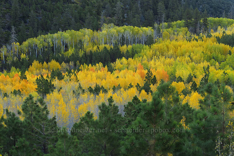fall colors [Utah SR-12, Fishlake National Forest, Garfield County, Utah]