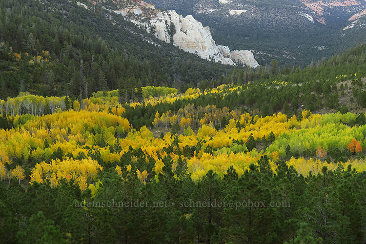 fall colors [Utah SR-12, Fishlake National Forest, Utah]