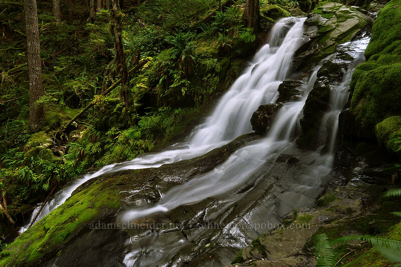 Horseshoe Falls [Siouxon Creek Trail, Gifford Pinchot National Forest, Skamania County, Washington]