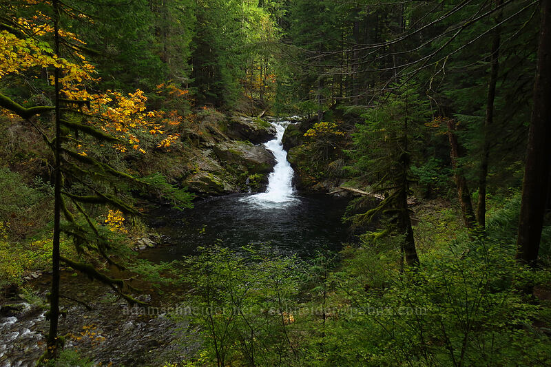 Siouxon Falls [Siouxon Creek Trail, Gifford Pinchot National Forest, Washington]