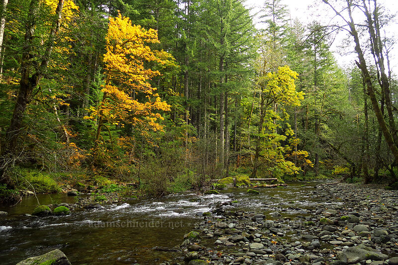 Siouxon Creek [Siouxon Creek Trail, Gifford Pinchot National Forest, Skamania County, Washington]