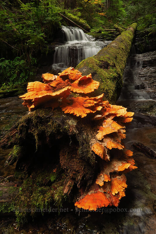 conifer chicken-of-the-woods fungus (Laetiporus conifericola) [Siouxon Creek Trail, Gifford Pinchot National Forest, Skamania County, Washington]