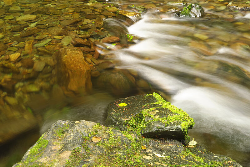 whitewater [Siouxon Creek Trail, Gifford Pinchot National Forest, Skamania County, Washington]