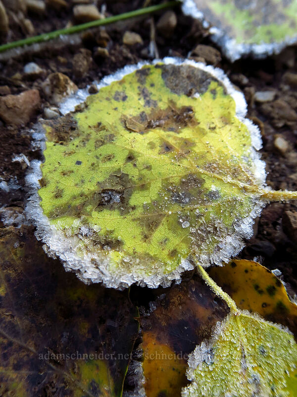 frosty aspen leaf (Populus tremuloides) [Butler Fork Trail, Uinta-Wasatch-Cache National Forest, Salt Lake County, Utah]