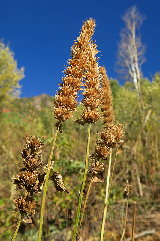 nettle-leaf horse-mint, dried up (Agastache urticifolia) [Mill A Basin Trail, Mount Olympus Wilderness, Salt Lake County, Utah]