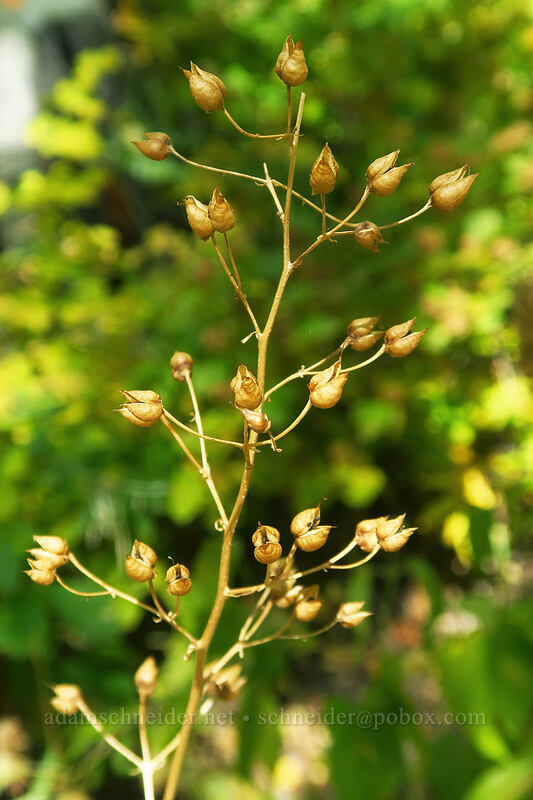 lance-leaf figwort, gone to seed (Scrophularia lanceolata) [Mill A Basin Trail, Mount Olympus Wilderness, Salt Lake County, Utah]
