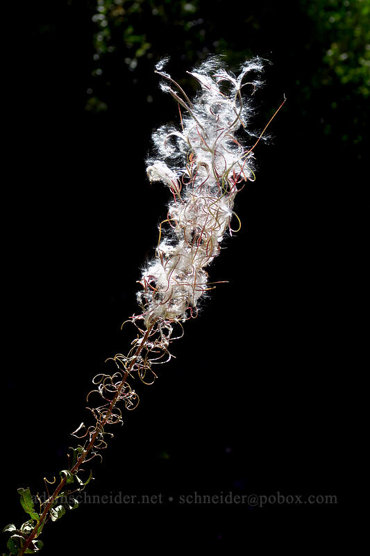 fireweed seeds (Chamerion angustifolium (Chamaenerion angustifolium) (Epilobium angustifolium)) [Desolation Trail, Mount Olympus Wilderness, Salt Lake County, Utah]
