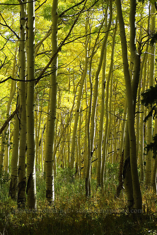 aspen trees (Populus tremuloides) [Desolation Trail, Mount Olympus Wilderness, Salt Lake County, Utah]