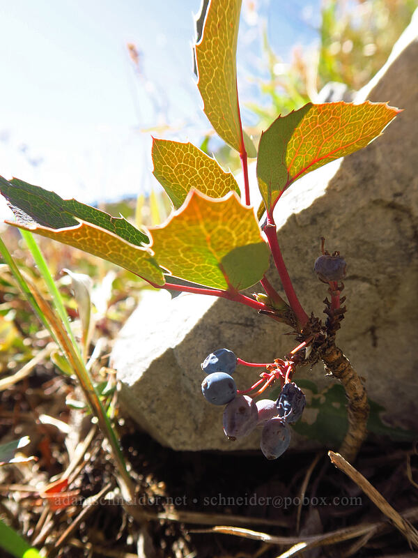 creeping Oregon-grape (Mahonia repens (Berberis repens)) [Mount Raymond, Mount Olympus Wilderness, Salt Lake County, Utah]