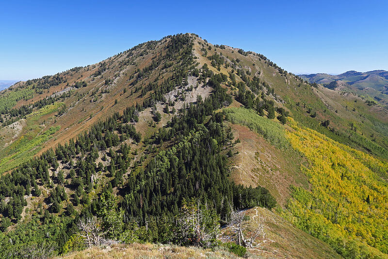 Gobbler's Knob [Mount Raymond, Mount Olympus Wilderness, Salt Lake County, Utah]