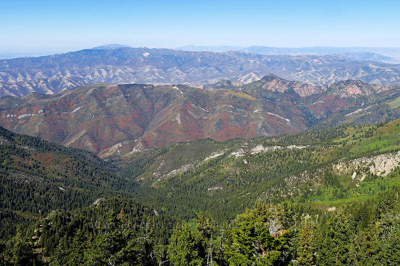 view to the north [Mount Raymond, Mount Olympus Wilderness, Salt Lake County, Utah]