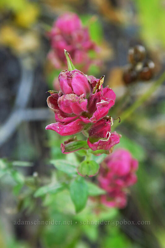 rosy paintbrush, fading (Castilleja rhexiifolia) [Mill A Basin Trail, Mount Olympus Wilderness, Salt Lake County, Utah]