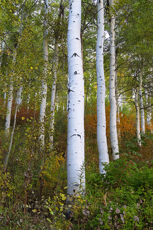aspen trees (Populus tremuloides) [Mill A Basin Trail, Mount Olympus Wilderness, Salt Lake County, Utah]