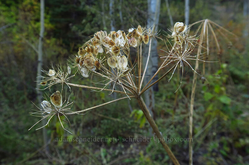 cow-parsnip seeds (Heracleum maximum) [Mill A Basin Trail, Mount Olympus Wilderness, Salt Lake County, Utah]