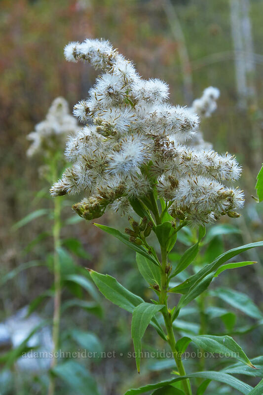 goldenrod, going to seed (Solidago velutina) [Mill A Basin Trail, Mount Olympus Wilderness, Salt Lake County, Utah]