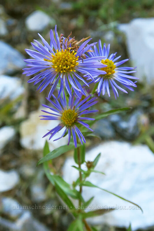 leafy-bract aster (Symphyotrichum foliaceum (Aster foliaceus)) [Albion Basin, Uinta-Wasatch-Cache National Forest, Salt Lake County, Utah]