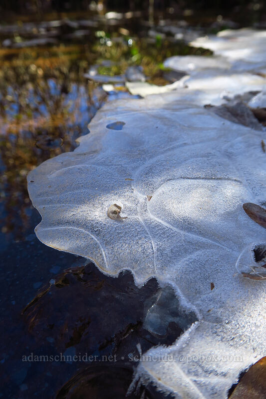 ice [Catherine Pass Trail, Uinta-Wasatch-Cache National Forest, Salt Lake County, Utah]