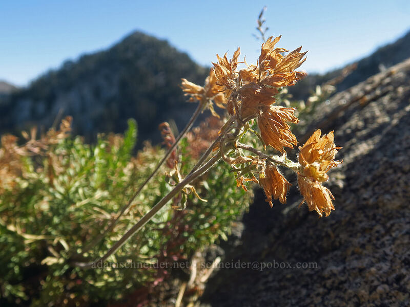 Gordon's ivesia, dried up (Ivesia gordonii) [Catherine Pass, Uinta-Wasatch-Cache National Forest, Salt Lake County, Utah]