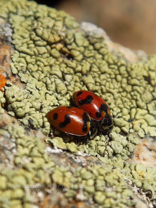 Casey's lady beetles & crustose lichen (Hippodamia caseyi) [Mount Tuscarora, Uinta-Wasatch-Cache National Forest, Salt Lake County, Utah]
