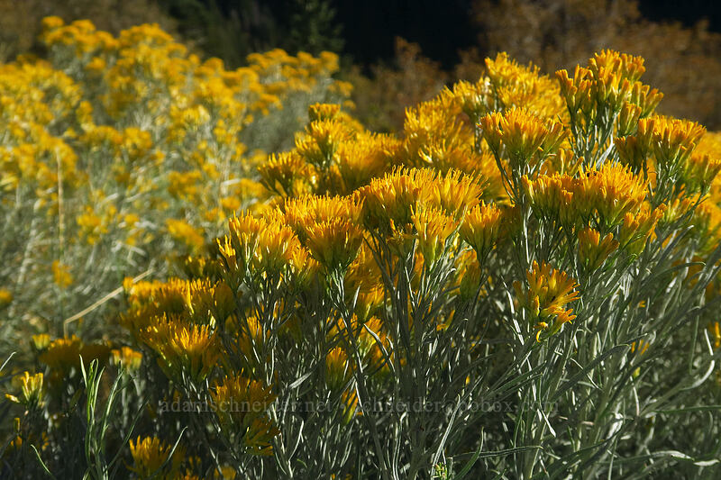 gray rabbit-brush (Ericameria nauseosa (Chrysothamnus nauseosus)) [Little Cottonwood Canyon Road, Uinta-Wasatch-Cache National Forest, Salt Lake County, Utah]