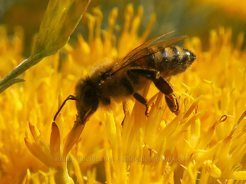 honeybee on rabbitbrush (Apis mellifera, Ericameria nauseosa (Chrysothamnus nauseosus)) [Little Cottonwood Canyon Road, Uinta-Wasatch-Cache National Forest, Salt Lake County, Utah]