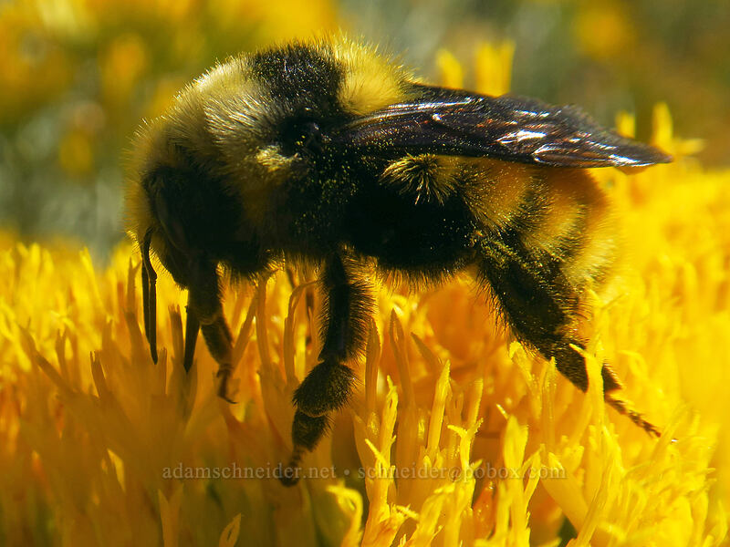 white-shouldered bumblebee on rabbitbrush (Bombus appositus, Ericameria nauseosa (Chrysothamnus nauseosus)) [Little Cottonwood Canyon Road, Uinta-Wasatch-Cache National Forest, Salt Lake County, Utah]
