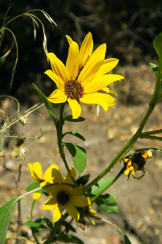 wild sunflowers (Helianthus annuus) [Little Cottonwood Canyon Road, Uinta-Wasatch-Cache National Forest, Salt Lake County, Utah]