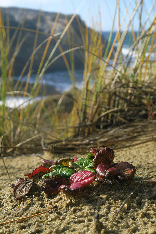 beach strawberry leaves (Fragaria chiloensis) [Cape Kiwanda State Natural Area, Pacific City, Tillamook County, Oregon]