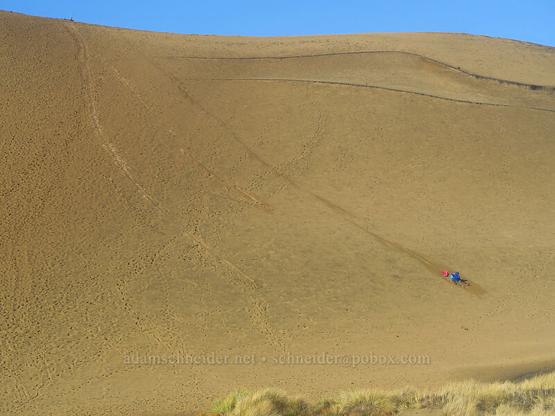 sand sledding [Cape Kiwanda State Natural Area, Pacific City, Tillamook County, Oregon]
