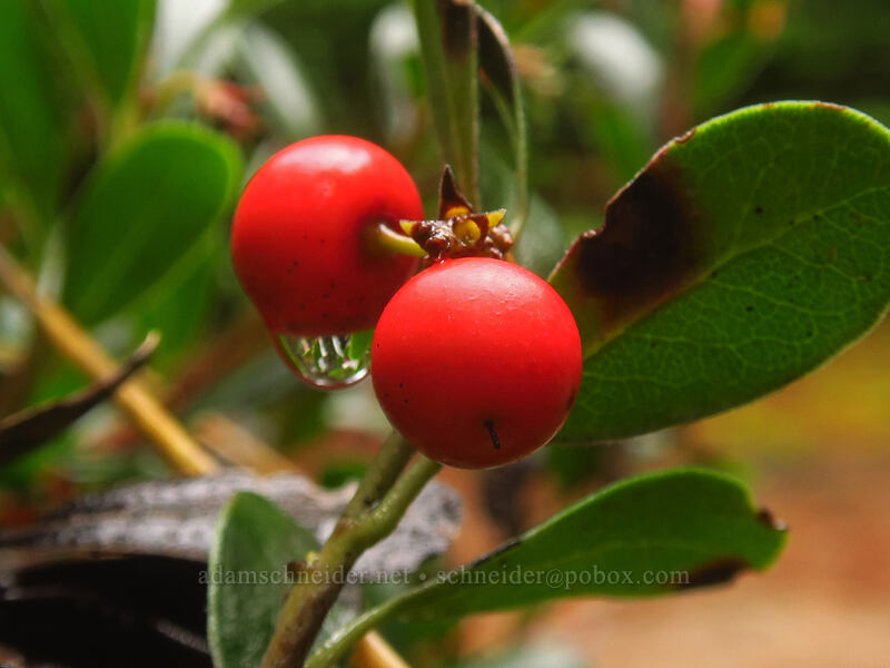 kinnickinnick berries (Arctostaphylos uva-ursi) [Kinnikinnik Woods Trail, Sitka Sedge State Natural Area, Tillamook County, Oregon]