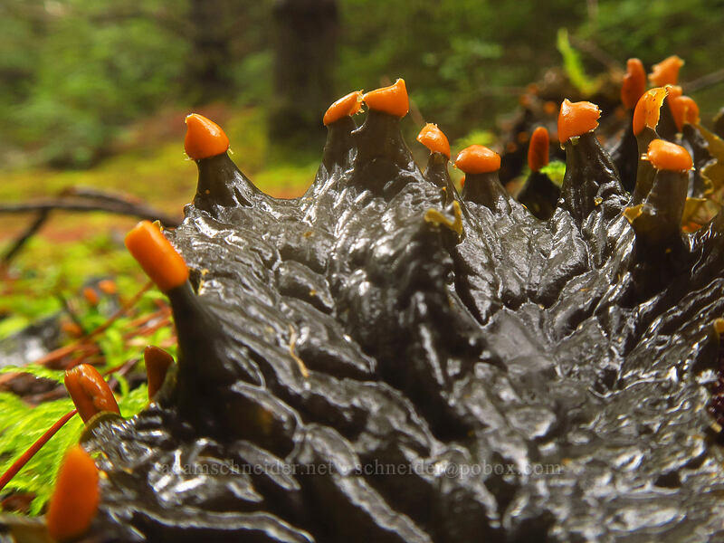pelt lichen (Peltigera sp.) [Kinnikinnik Woods Trail, Sitka Sedge State Natural Area, Tillamook County, Oregon]
